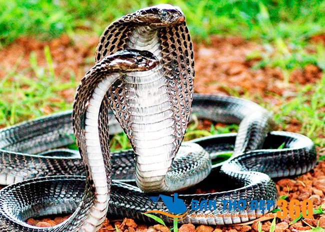 Mơ Thấy Rắn - Khám Phá Ý Nghĩa, Giải Thích và Những Điều Thú Vị