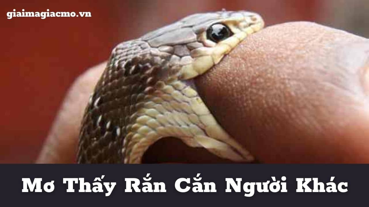 Nằm Mơ Thấy Rắn Cắn - Khám Phá Ý Nghĩa và Tín Ngưỡng Đằng Sau Giấc Mơ