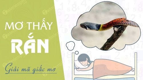 Nằm Mơ Thấy Rắn Đánh Số Gì - Khám Phá Bí Ẩn Giấc Mơ và Ý Nghĩa